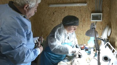"Одна собака може привести десять цуценят": у місті на Черкащині стерилізують тварин "Одна собака може привести десять цуценят": у місті на Черкащині стерилізують тварин
