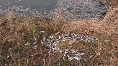 У водоймі в Рівному виявили мертву рибу У водоймі в Рівному виявили мертву рибу