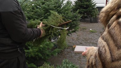 Які ялинки й за скільки купують у Хмельницькому Які ялинки й за скільки купують у Хмельницькому