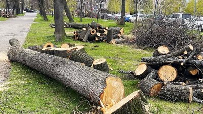 Зрубані дерева у Харкові