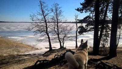 Івано-франківські водолази врятували лайку, що провалилася під лід
