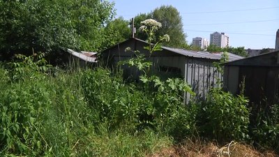 У Житомирі розростається борщівник