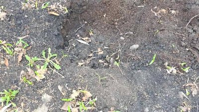 На Тернопільщині з Алеї Героїв викрали саджанці дерев На Тернопільщині з Алеї Героїв викрали саджанці дерев