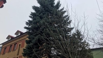 У Львові встановлять головну ялинку У Львові встановлять головну ялинку