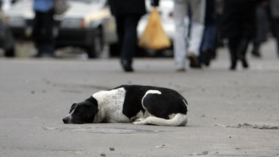 У селі на Миколаївщині зафіксували спалах сказу собак: частина населеного пункту в карантинній зоні