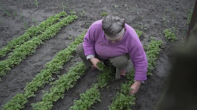 Мешканка Оріхова залишається жити під обстрілами, щоб не кидати корів Мешканка Оріхова залишається жити під обстрілами, щоб не кидати корів