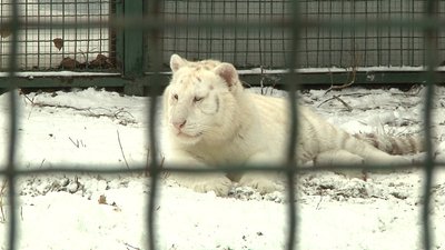 Всього 2000 у всьому світі. Як живуть бенгальські та амурські тигри у Бердянському зоопарку Всього 2000 у всьому світі. Як живуть бенгальські та амурські тигри у Бердянському зоопарку