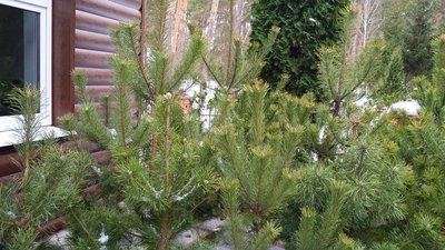 На Сумщині розпочали продаж новорічних дерев На Сумщині розпочали продаж новорічних дерев