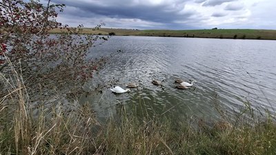 став, лебеді, осінь