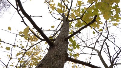 Рівнянка вирощує близько тисячу дерев Гінкго білоба на своєму подвір'ї Рівнянка вирощує близько тисячу дерев Гінкго білоба на своєму подвір'ї
