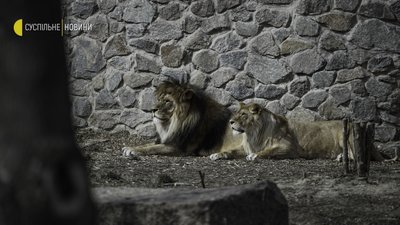 “Які в нас зараз ім’я в голові? Байрактар” — Як живе київський зоопарк в умовах війни “Які в нас зараз ім’я в голові? Байрактар” — Як живе київський зоопарк в умовах війни