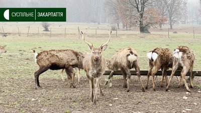 Майже 400 плямистих оленів живуть на фермі в селі Іза Хустського району Майже 400 плямистих оленів живуть на фермі в селі Іза Хустського району