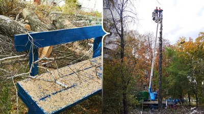 У Полтаві, аби уникнути нещасних випадків, пришвидшили спилювання аварійних дерев