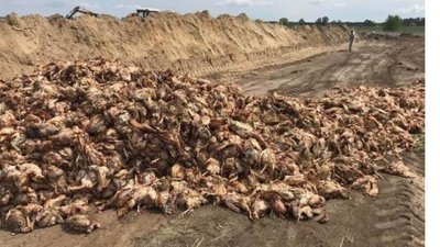 600 тисяч курей, які загинули у Кременчуці, не закопуватимуть, а утилізовуватимуть
