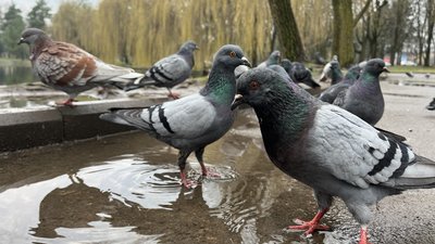 Погода