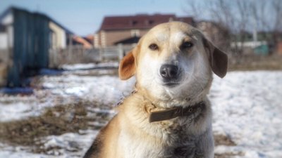 Волонтерка із Сум Аліна Остапенко розповіла про евакуацію тварин через війну за кордон та підготовку притулку до зими Волонтерка із Сум Аліна Остапенко розповіла про евакуацію тварин через війну за кордон та підготовку притулку до зими