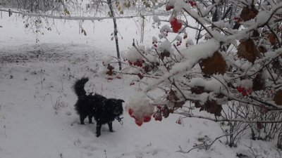 Перший сніг на Сумщині: фоторепортажіз соцмереж