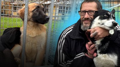 У Миколаєві шукали нових господарів котам та собакам