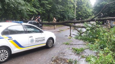 У Луцьку вітер повалив дерево на припарковане авто У Луцьку вітер повалив дерево на припарковане авто