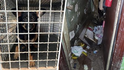 У селищі під Харковом жінка утримувала 15 собак у квартирі. Поліція каже, що тварин майже не годували