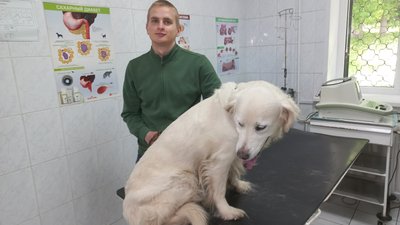 Укуси кліщами тварин: у скількох тварин діагностують хворобу бабезіоз у Полтаві Укуси кліщами тварин: у скількох тварин діагностують хворобу бабезіоз у Полтаві