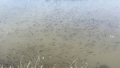 Знищення Каховської ГЕС спричинило масовий мор риби та загрозу здоров'ю на Миколаївщини Знищення Каховської ГЕС спричинило масовий мор риби та загрозу здоров'ю на Миколаївщини