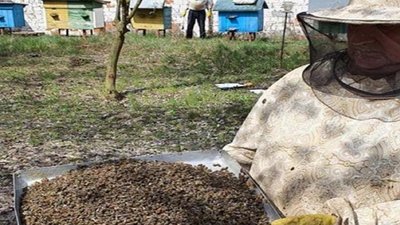 Понад 50 бджолиних сімей загинули в господарствах Чортківського району на Тернопільщині