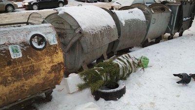 Куди везуть ялинки з рівненських смітників – комунальники розповіли про утилізацію