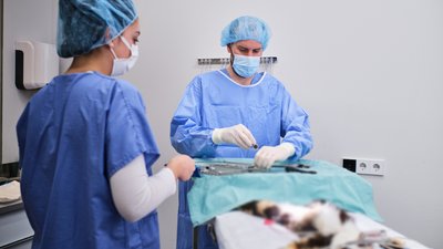 Чернігів став першим містом, де діє пілотний проєкт міжнародного фонду по стерилізації безпритульних кішок