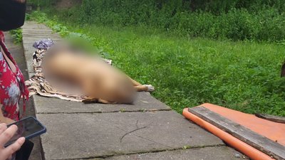 У Рівному невідомі спалили собаче поселення У Рівному невідомі спалили собаче поселення