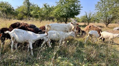 Господарство сім'ї Гриців