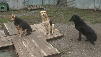 Щодня привозять до шести собак на стерилізацію Щодня привозять до шести собак на стерилізацію