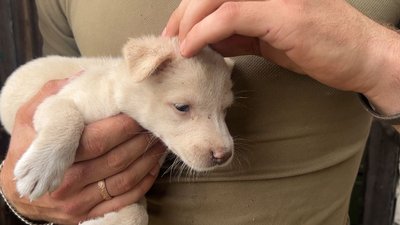 Готують суп під обстрілами і рятують цуценят: черкаський боєць про побут на фронті
