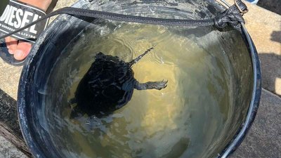 Історик з Херсона на узбережжі Одеси знайшов грецьку амфору і передав її музею Історик з Херсона на узбережжі Одеси знайшов грецьку амфору і передав її музею
