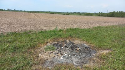 У селі Високе на Житомирщині п'ять корів отруїлися залишками добрив, двоє з них — загинули У селі Високе на Житомирщині п'ять корів отруїлися залишками добрив, двоє з них — загинули