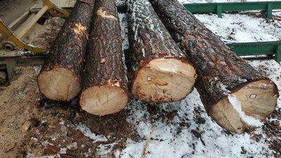 Посадовці одного із лісогосподарств Житомирщини крали хвойні дерева
