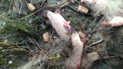 Морози браконьєрам не стали на заваді: за тиждень на Херсонщині збитків на 82 тисячі гривень Морози браконьєрам не стали на заваді: за тиждень на Херсонщині збитків на 82 тисячі гривень