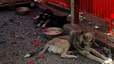 Кропивничанка забрала з Краматорська 17 покинутих собак, сім котів і двох декоративних щурів Кропивничанка забрала з Краматорська 17 покинутих собак, сім котів і двох декоративних щурів