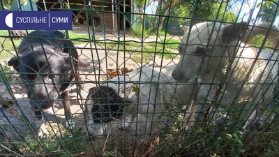 На Сумщині шукають домівки собакам і котам, про яких піклувався священник з Грабовського На Сумщині шукають домівки собакам і котам, про яких піклувався священник з Грабовського