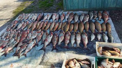 На Дніпропетровщині вилучили майже 250 кілограмів незаконно виловленої риби