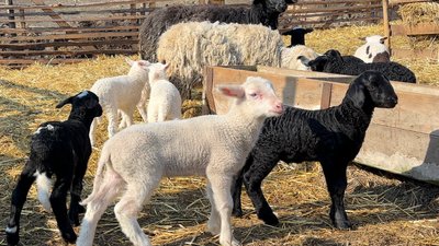 Вівці буковинця Андрія Паскаря з села Балківці