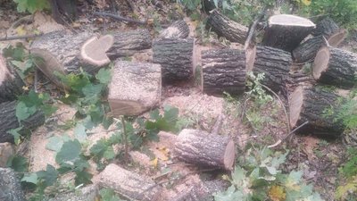На Полтавщині взяли під варту чоловіка, який незаконно вирубував дерева