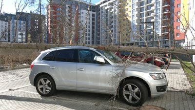 У Львові п'ять днів не можуть прибрати дерево, яке впало на авто