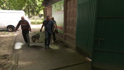 "Люди відгукуються, не так, як у тому році": як у Рівному стерилізують і прилаштовують безпритульних тварин "Люди відгукуються, не так, як у тому році": як у Рівному стерилізують і прилаштовують безпритульних тварин