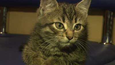 В Хмельницькій міській раді оселилась кішка з-під Бахмута