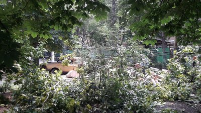 Травмовані люди, підтоплені домівки та повалені дерева: наслідки негоди на Одещині Травмовані люди, підтоплені домівки та повалені дерева: наслідки негоди на Одещині
