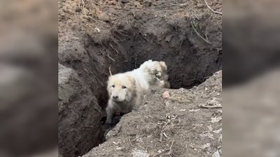 Собака у ямі в Яковлівці Дружківської громади, 17 лютого 2026 рік