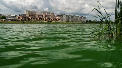 У Чернігові в Стрижні біля Ялівщини позеленіла вода: екологи пояснили, в чому причина