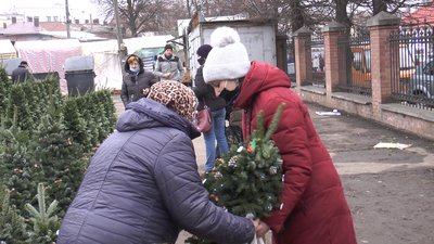 Стало відомо, де на Прикарпатті незаконно вирубують ялинки Стало відомо, де на Прикарпатті незаконно вирубують ялинки