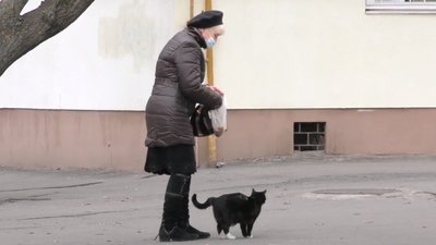 У Херсоні створили 2 петиції про визнання котів - частиною екосистеми міста У Херсоні створили 2 петиції про визнання котів - частиною екосистеми міста